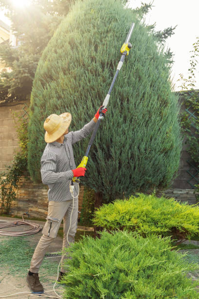 Best Tree Trimming and Pruning  in Pamplico, SC